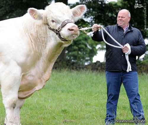 بزرگترین گاو دنیا در انگلیس