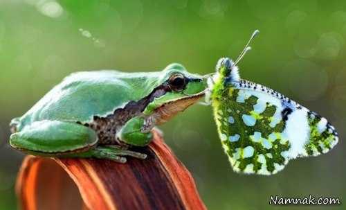 دوستی پروانه با حیوانات دیگر 