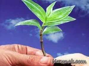 ساندویچی