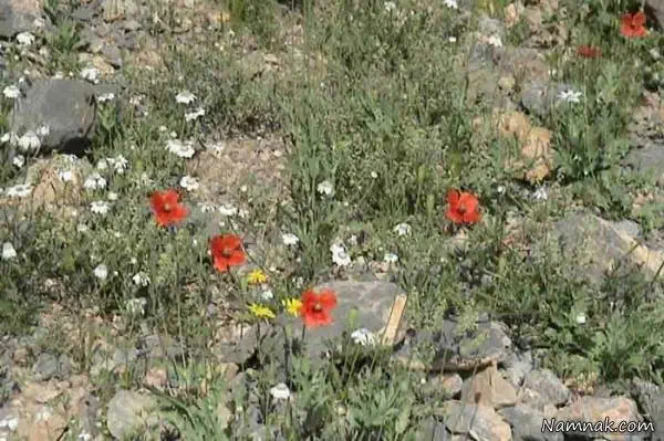 سراوان