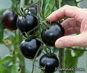 گوجه فرنگی سیاه
