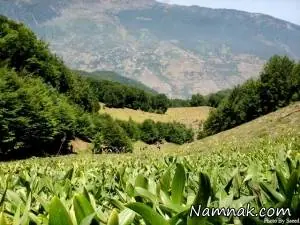 جنگل دوهزار تنکابن