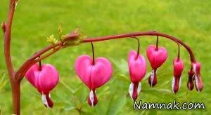 گل قلب خونین