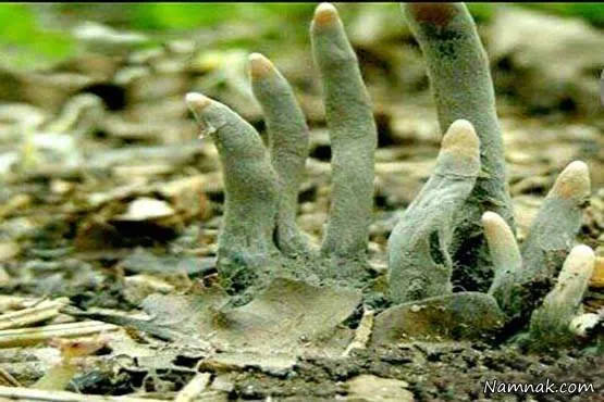 قارچ