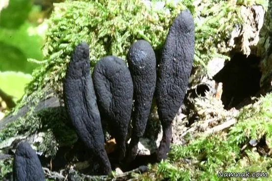 قارچ