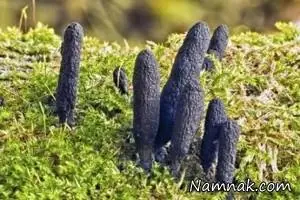 قارچ