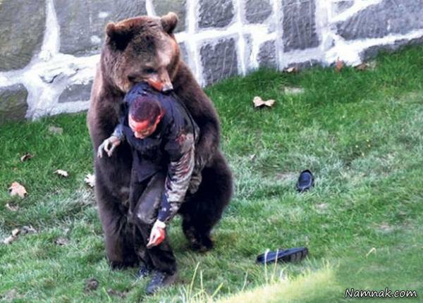 حمله خرس