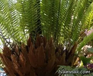 سرخس دریناریا