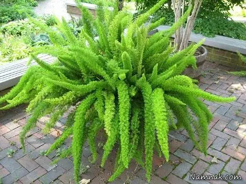 سرخس دریناریا