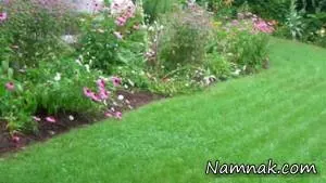 علف های زینتی