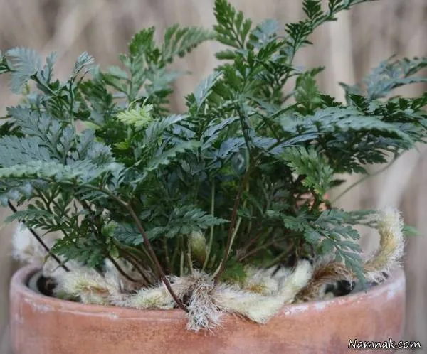 سرخس پای خرگوش