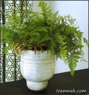 سرخس پای خرگوش