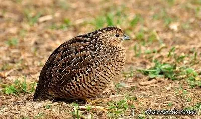 گوشت بلدرچین