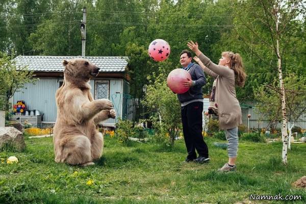 زوج روسی در کنار خرس
