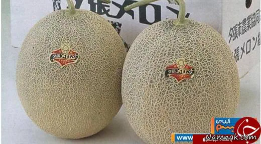 غذاهای مختلف جهان