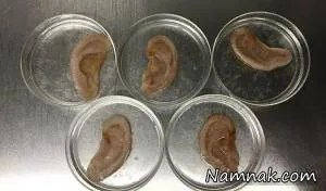 گوش انسان