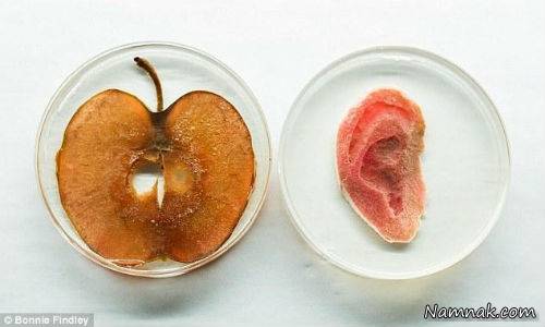 کاشت گوش انسان با سلولهای سیب