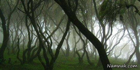 جنگلهای ابر دنیا