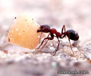 ویژگی مورچه ها
