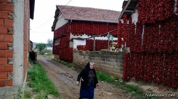  فلفل قرمز