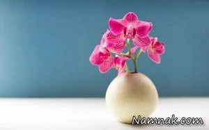 ارکیده وحشی