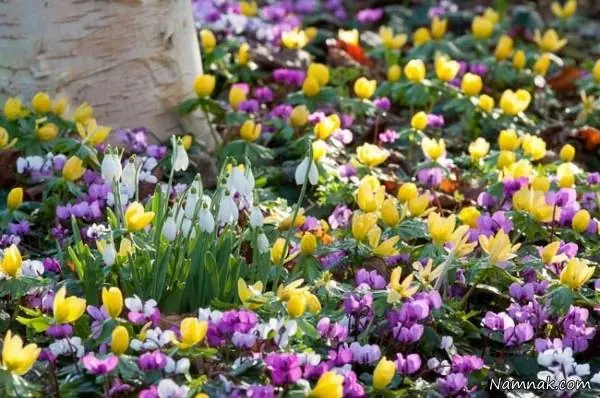 باغچه ای زیبا
