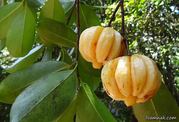  میوه گارسینیا کامبوجیا 