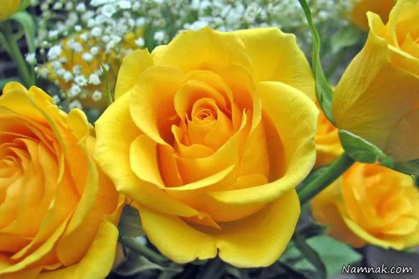 رنگ های متنوع گل رز