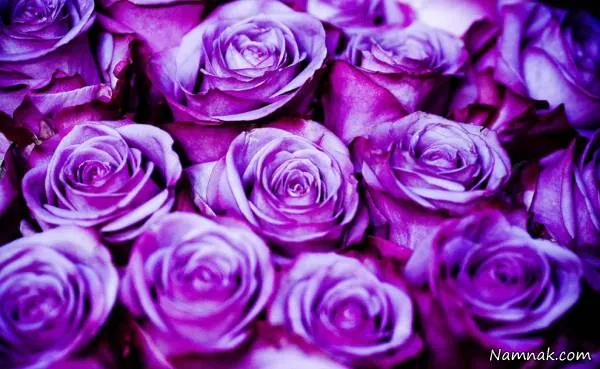 رنگ های متنوع گل رز
