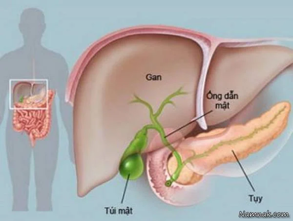 سرطان لوزالمعده 