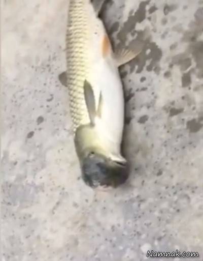 ماهی جهش یافته 
