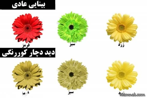 کور رنگی 