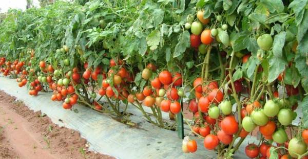 اصول پرورش گوجه فرنگی 