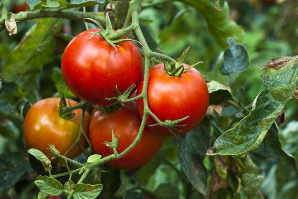 اصول مهم پرورش گوجه فرنگی 