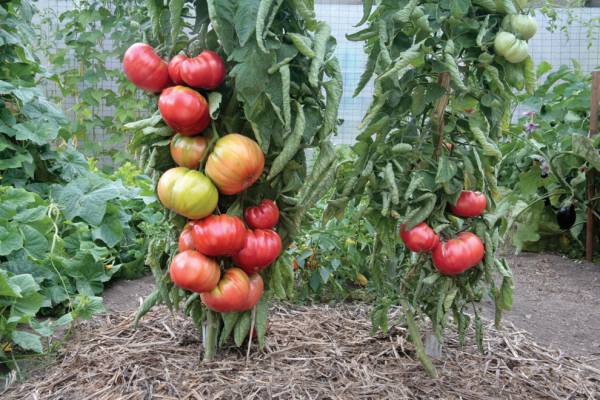 پرورش وکاشت گوجه فرنگی در خانه