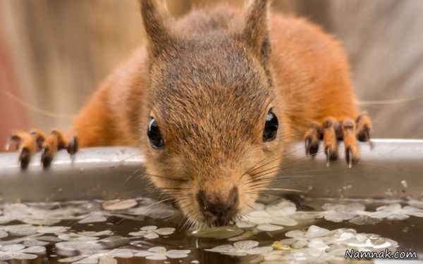 آب خوردن سنجاب