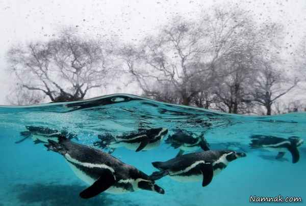 شنای پنگوئن های باغ وحش