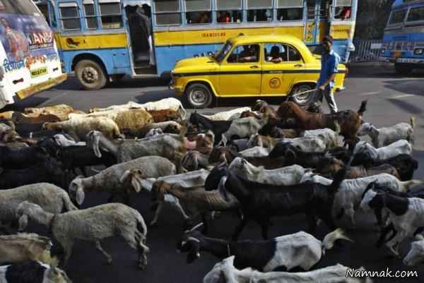 گوسفندان در خیابان های هند