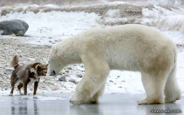 خرس قطبی و سگ خشمگین