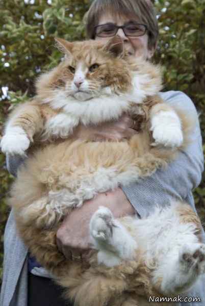 چاق ترین گربه