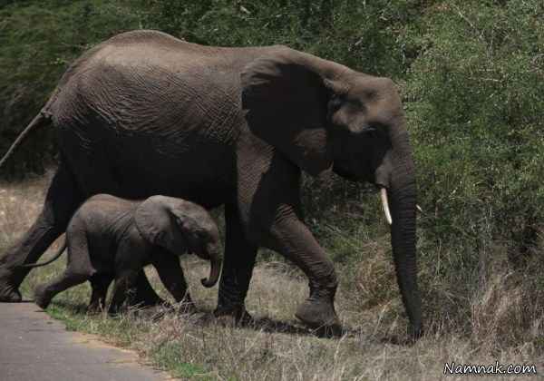 فیل مادر و پسرش