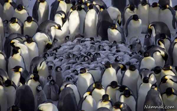 پنگوئن های قطب جنوب