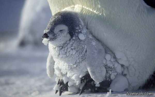 سرمای شدید در قطب جنوب