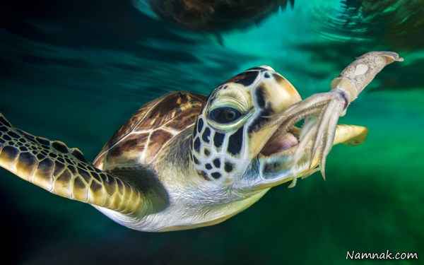 لاکپشت زیبا