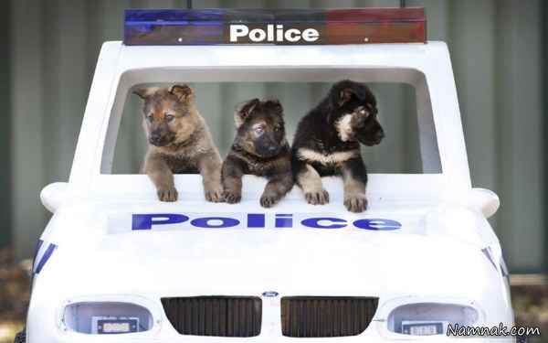 طوله سگ های سگ پلیس