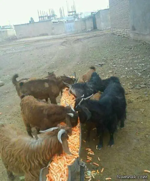 پفک خوردن