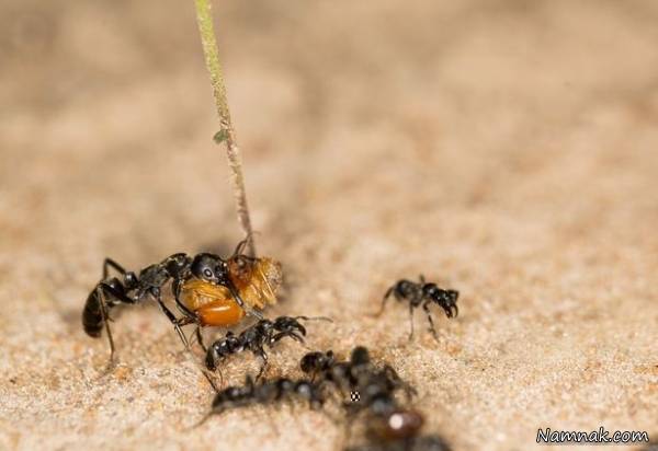 مورچه ها
