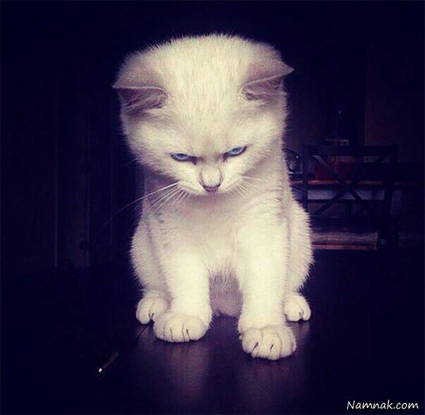 خشم بچه گربه