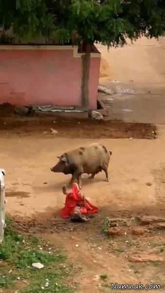 حمله خوک
