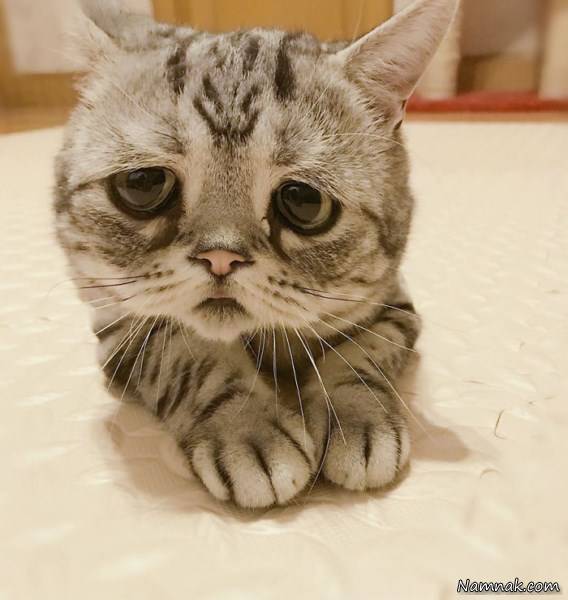 غمگین ترین گربه دنیا